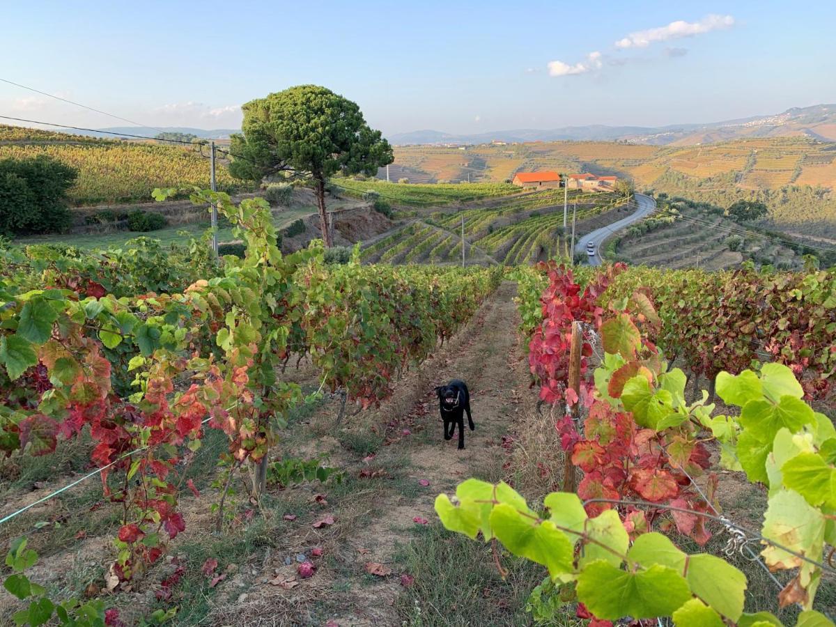 Provesende Quinta Dos Espinheiros 빌라 외부 사진